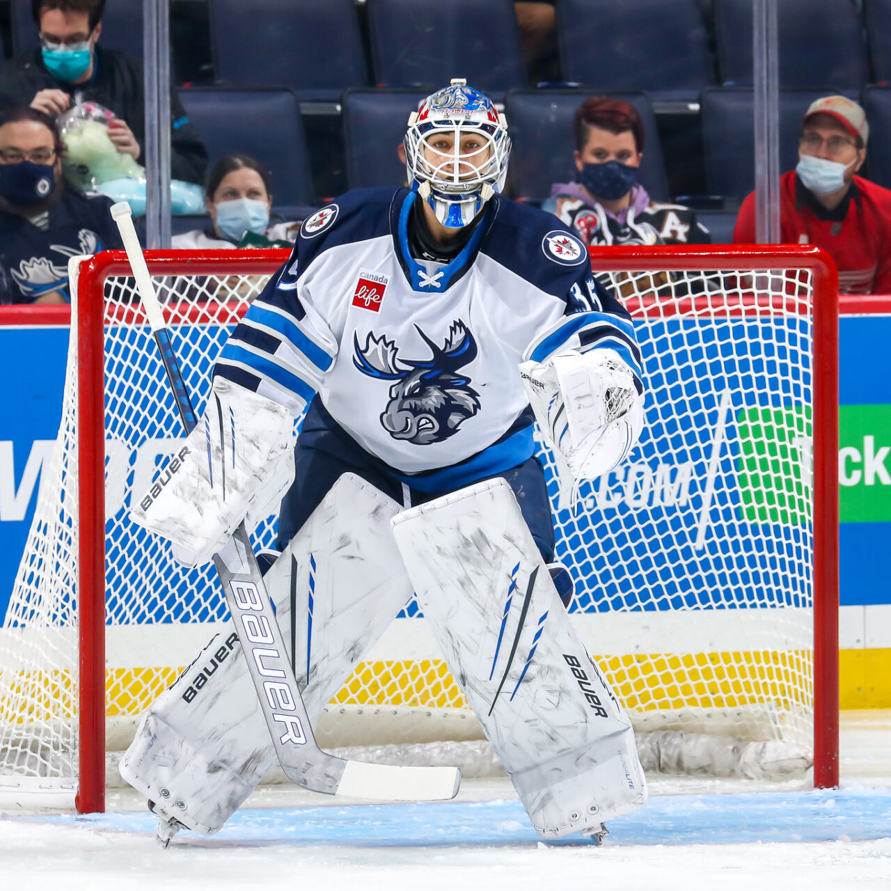 Moose Come Clean With H1N1 Precautions