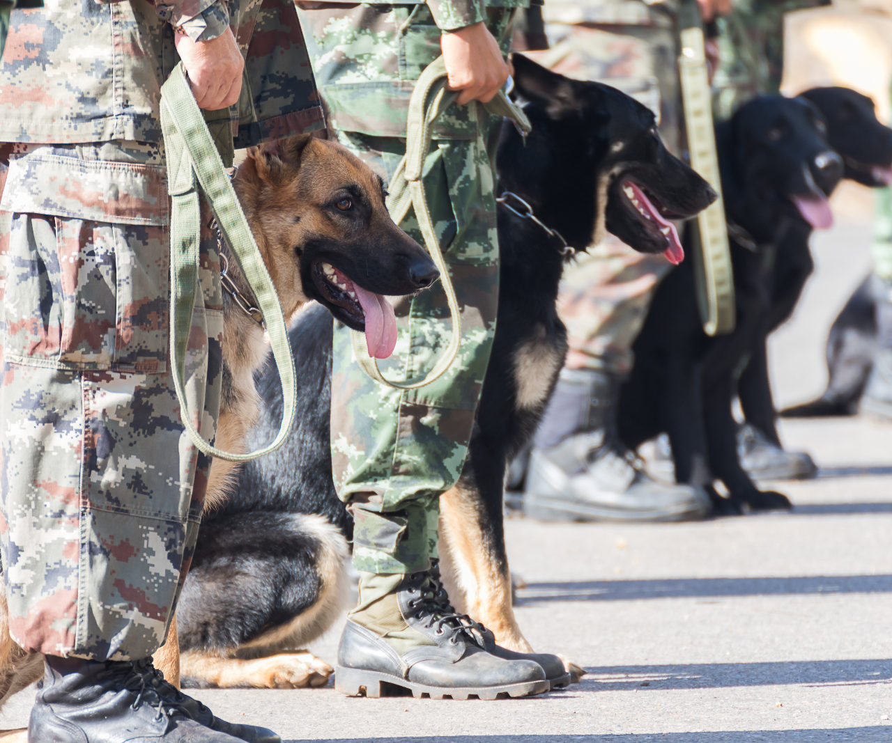 How a K9 Team Solved Its Sanitation Crisis
