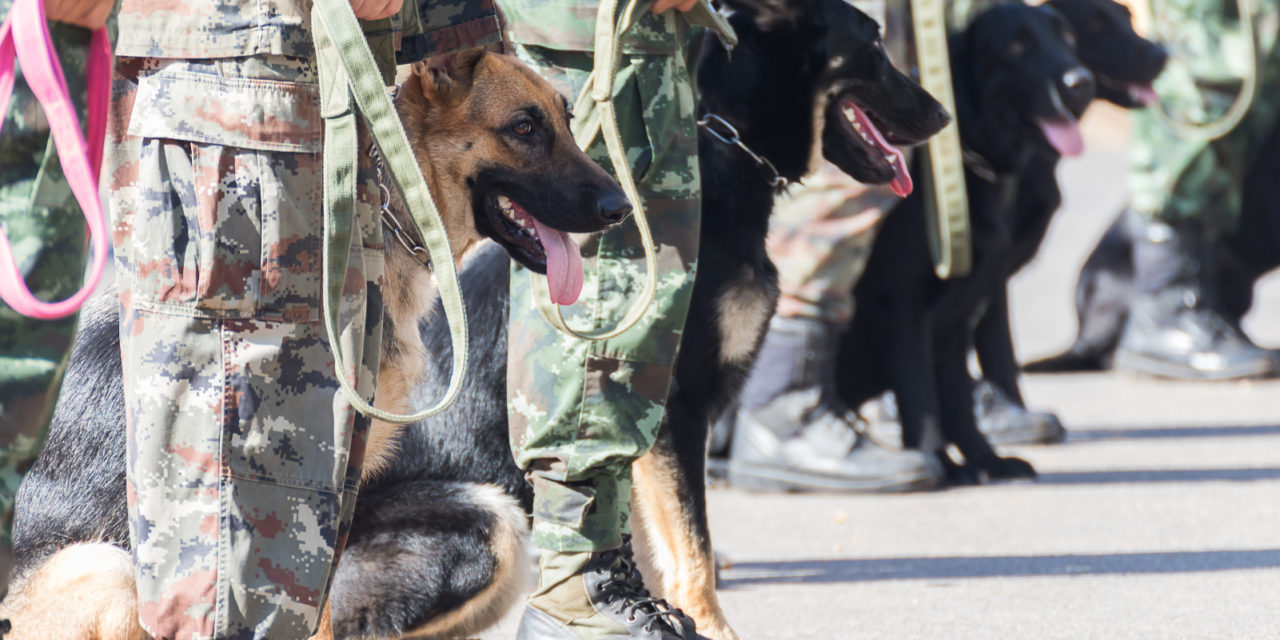 How a K9 Team Solved Its Sanitation Crisis