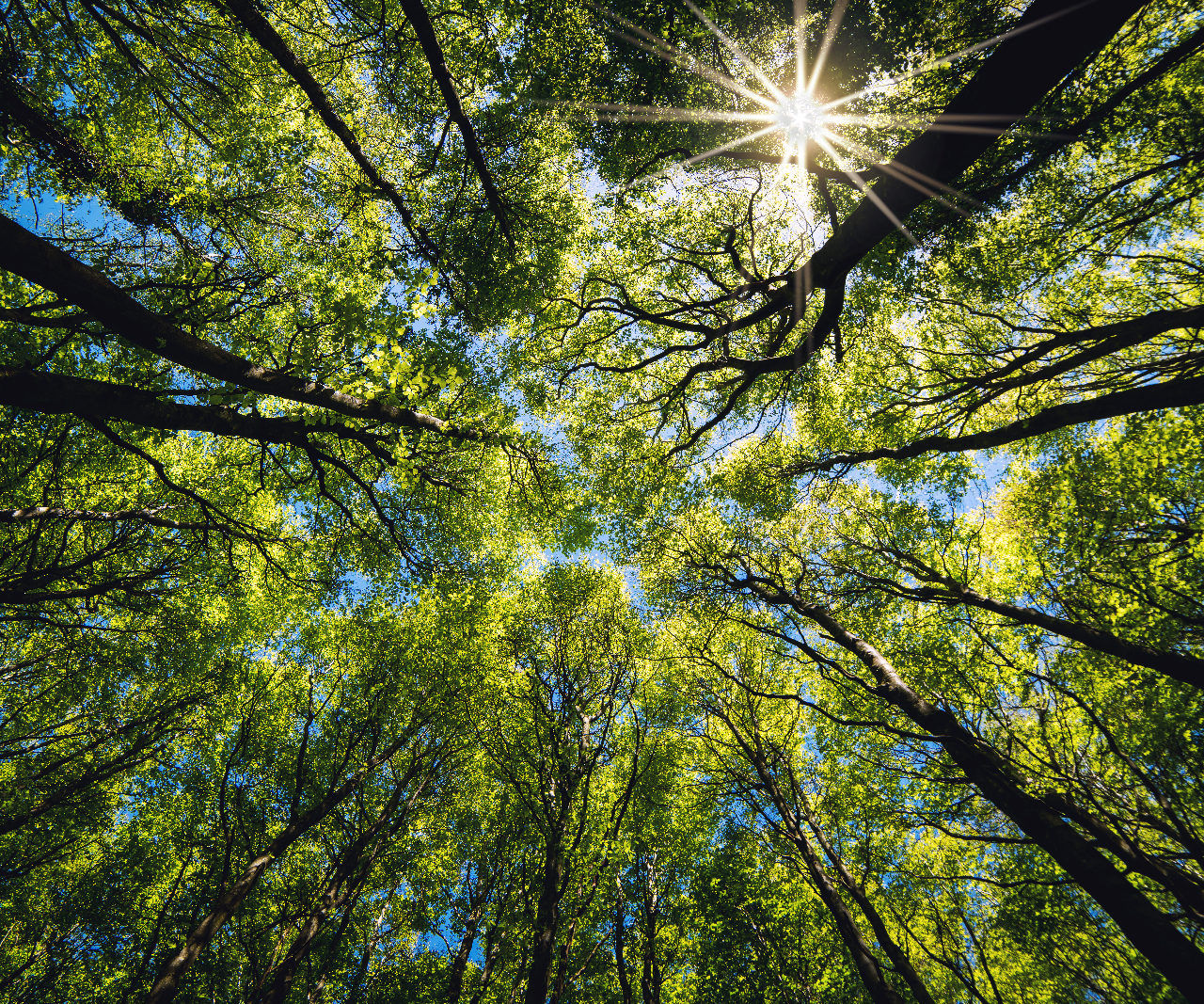 Eco-Friendly Ozone is Safe for Your Team & the Environment