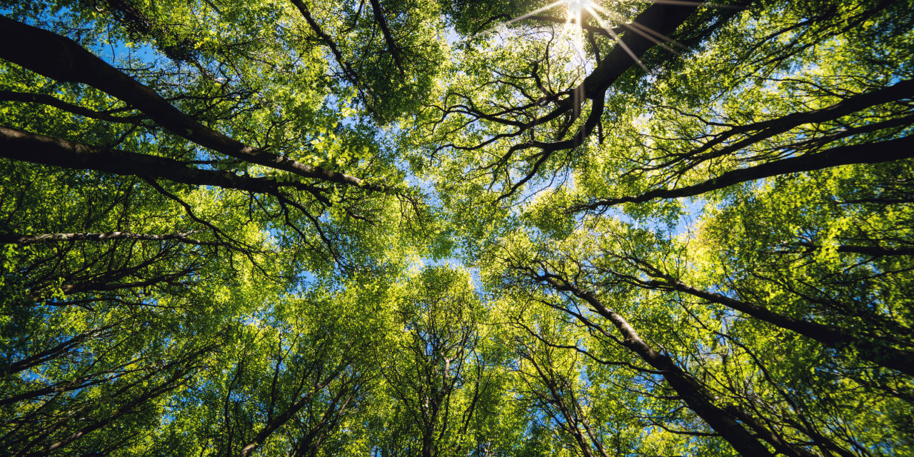 Eco-Friendly Ozone is Safe for Your Team & the Environment