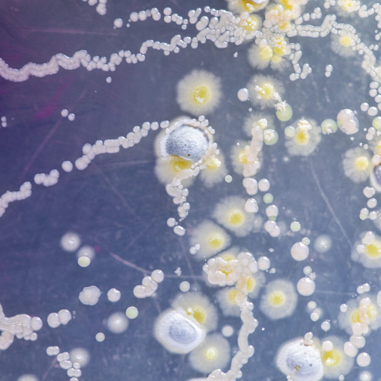 Bioweapons:  Protecting Against A Silent Threat